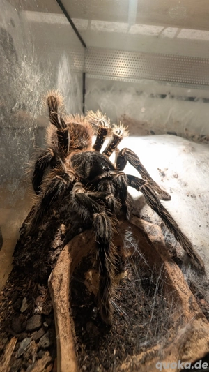 0.1 L. Parahybana Vogelspinne