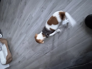 Jack Russell Welpe - 9 Wochen - erstgeimpft - sucht liebevolles Zuhause 