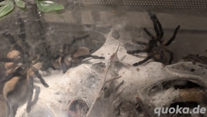 0.3 M. Balfouri Vogelspinnen