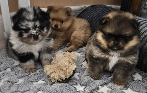 Reinrassige Pomeranian Teddy   Zwergspitz suchen ein Zuhause 
