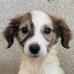 Aurelia, geb. ca. 07 2025, lebt in GRIECHENLAND, im städt. Tierheim Serres