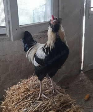 Toller Olivlegerhahn (Ameraucana x Zwergwelsumer)