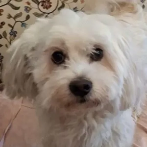 Tony, geb. ca. 11 2019, lebt in GRIECHENLAND, auf einer privaten Pflegestelle 