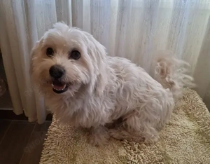 Tony, geb. ca. 11 2019, lebt in GRIECHENLAND, auf einer privaten Pflegestelle  Bild 7