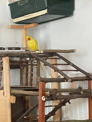 Halsbandsittiche abzugeben   schönes Paar, aber nicht harmonierend