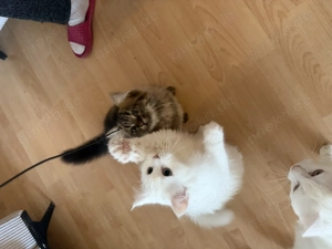 Baby Katzen in Gute Hände abzugeben 