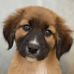 Dilan, geb. ca. 08 2025, lebt in GRIECHENLAND, im städt. Tierheim Serres