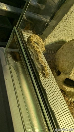 **1.0 Western Hognose Conda (Heterodon nasicus)**