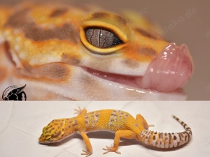 Leopardgecko 1.0 Tangerine Tremper Albino 