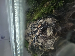 Vogelspinne 1.0 C. ritae RH 11 2025