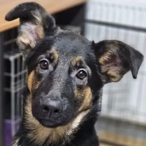 Enid, geb. ca. 06 2025, lebt in GRIECHENLAND, auf einer privaten Pflegestelle