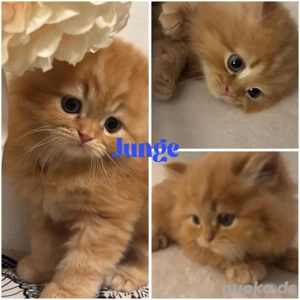 Perser Kitten Mit Nase