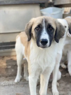 Dinka, geb. ca. 04 2025, lebt in GRIECHENLAND, auf einer privaten Pflegestelle