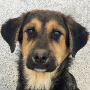 Elphaba, geb. ca. 07 2025, lebt in GRIECHENLAND, im städt. Tierheim Serres