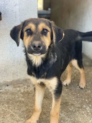Elphaba, geb. ca. 07 2025, lebt in GRIECHENLAND, im städt. Tierheim Serres Bild 8