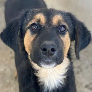 Glinda, geb. ca. 07 2025, lebt in GRIECHENLAND, im städt. Tierheim Serres