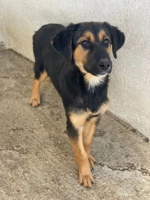 Glinda, geb. ca. 07 2025, lebt in GRIECHENLAND, im städt. Tierheim Serres Bild 7