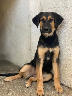 Glinda, geb. ca. 07 2025, lebt in GRIECHENLAND, im städt. Tierheim Serres Bild 5