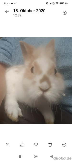 reinrassige löwenkopf Teddy Zwergkaninchen   