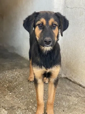 Glinda, geb. ca. 07 2025, lebt in GRIECHENLAND, im städt. Tierheim Serres Bild 3