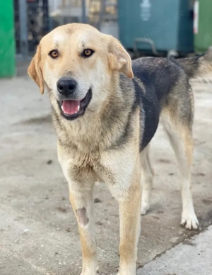 Ciri, geb. ca. 05 2024, lebt in GRIECHENLAND, im städt. Tierheim Serres  Bild 10