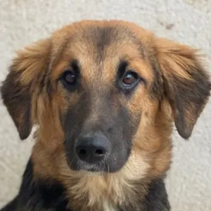 Hilda, geb. ca. 04 2025, lebt in GRIECHENLAND, im städt. Tierheim Serres