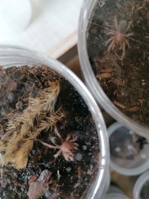 Grammostola Porteri Slings suchen neues Zuhause 