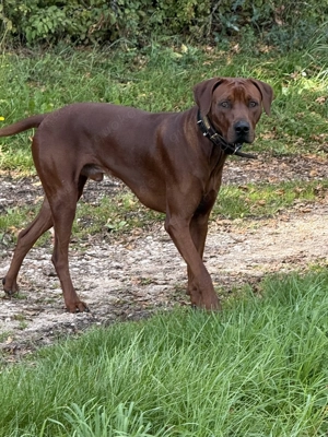 Rhodesien Ridgeback sucht Hundedame - kein Verkauf