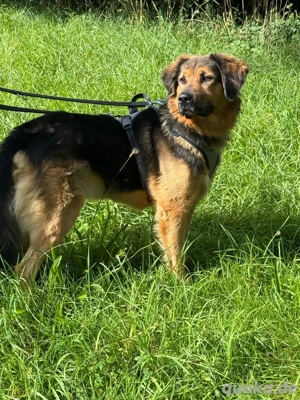 Schäferhund Mischling 5 Jahre alt 