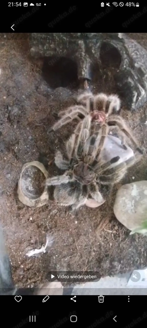 Grammostola Porteris suchen neues Zuhause