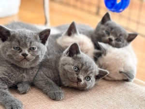 BKH britisch Kurzhaar Kitten Lilac Point und Blue