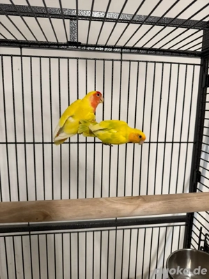 Agarponiden Rosenköpfchen 