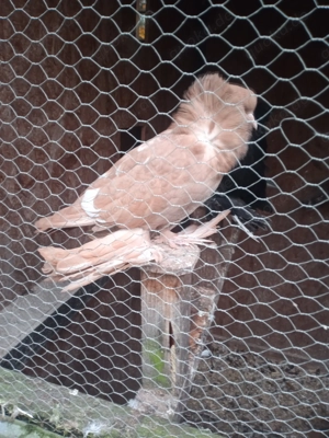 Sainttauben in verschiedenen Farben 