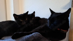 Zwei weibliche Katzen zu verschenken 