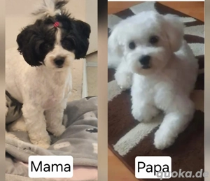 Wurfankündigung Malteser-Havaneser