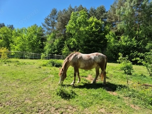 Appistute in gute Hände wegen Zeitmangel abzugeben 