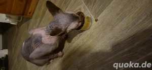 Sphinx Sphynx Baby