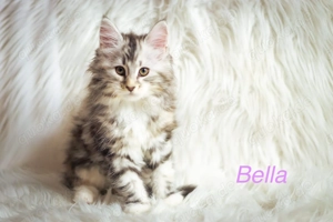 Wundervolle Maine Coon Kitten (reinrassig)