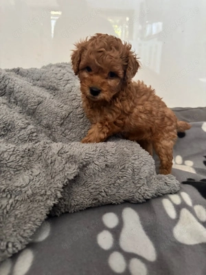 Süßer Zwerg-  Toypudel Welpe 