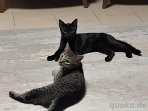 Unsere 2 EKH Kitten (männlich) suchen ein Zuhause 