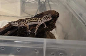 Leopardgecko Weibchen 