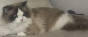 Ragdoll Kater 1Jahre