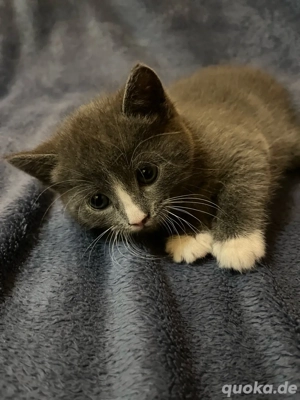 Perser-Europäisch-Kurzhaar-Mix Katzenbabys abzugeben 