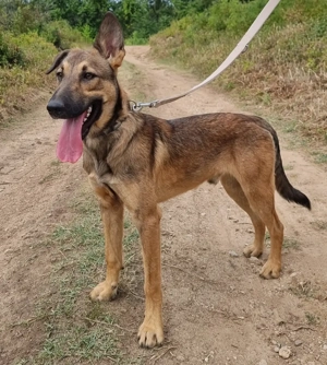 junger Schäferhund, Malinois Mischlings-Rüde Bud sucht ein Zuhause oder Pflegestelle