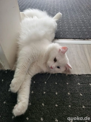 Ich biete meinen schönen Maine-Coon Deckkater zum Decken an. Er ist 1 Jahr und 6 Monate alt und besi