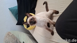 siam katze 