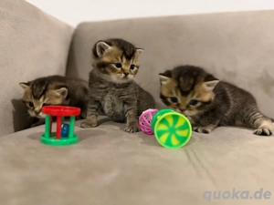 BKH Black Golden Shaded Kitten