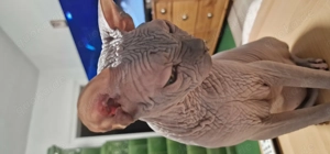 Verkaufe sphynx  katze