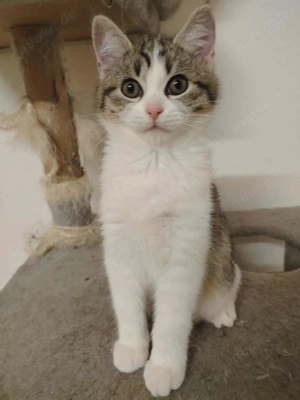 siribirische-Waldkatze-Britisch-kurzhaar