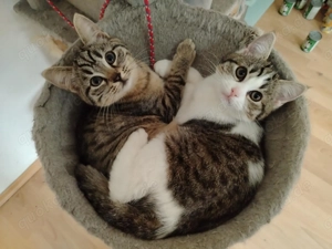 Sibirische-Waldkatze   BKH 